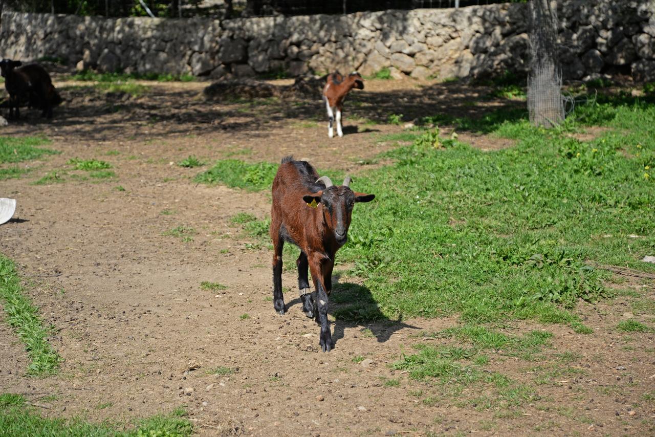 Готель Finca - Agroturisme Sa Parellada Бінібона Екстер'єр фото